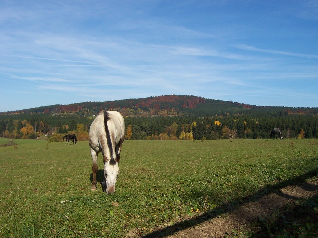 100_0667.jpg
